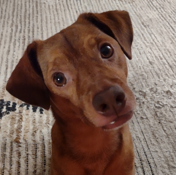 Meet your Posher, Mary lynn - Picture 1 of 1